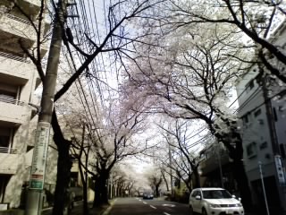 sakura0804.jpg